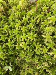 Sphagnum torreyanum