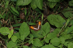 Adelpha cytherea