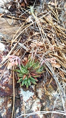 Dudleya pauciflora
