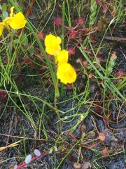 Utricularia cornuta