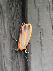 Hypoprepia miniata