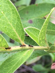 Dolichoderus plagiatus