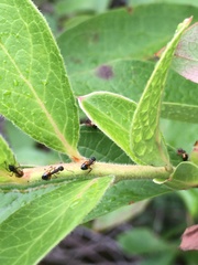 Dolichoderus plagiatus