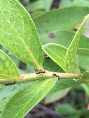 Dolichoderus plagiatus