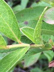 Dolichoderus plagiatus