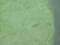 Neogobius melanostomus