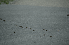 Cervus canadensis canadensis