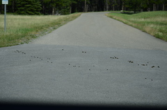 Cervus canadensis canadensis