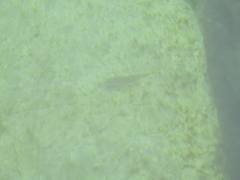 Neogobius melanostomus