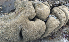 Dodecaceria fewkesi