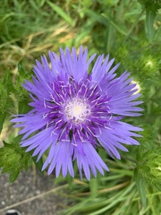 Stokesia
