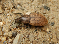 Barynotus obscurus