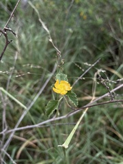 Malvastrum corchorifolium