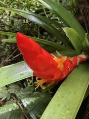 Guzmania berteroniana