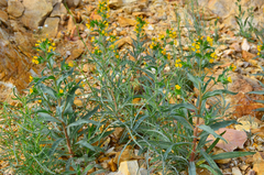 Amsinckia vernicosa