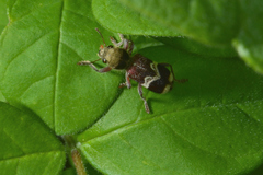 Enoclerus bombycinus