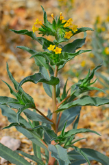 Amsinckia vernicosa