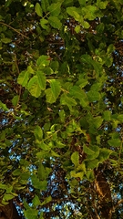 Schinus latifolia