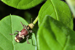 Enoclerus bombycinus
