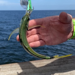 Chloroscombrus chrysurus