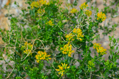 Amphipappus fremontii