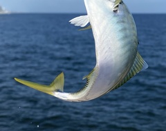 Chloroscombrus chrysurus