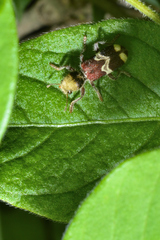 Enoclerus bombycinus