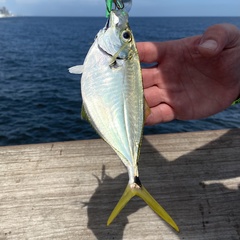 Chloroscombrus chrysurus