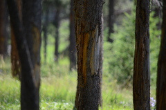 Cervus canadensis canadensis