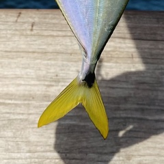 Chloroscombrus chrysurus