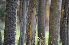 Cervus canadensis canadensis