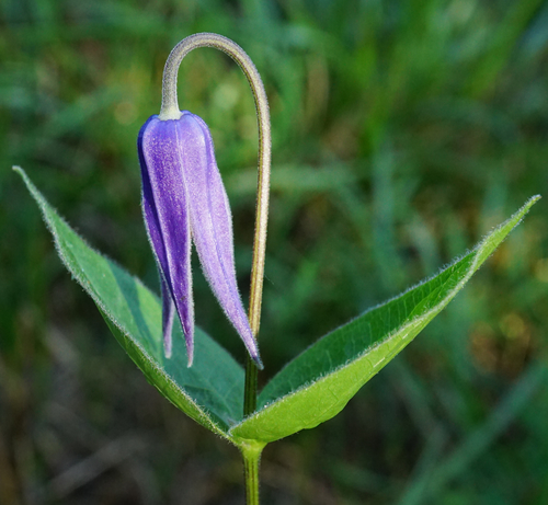 plamienok celistvolistý (Clematis integrifolia)