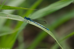 Argia tarascana