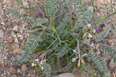 Astragalus layneae