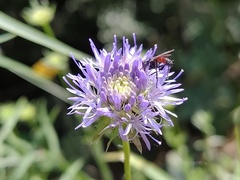 Jasione heldreichii