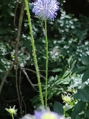 Jasione heldreichii