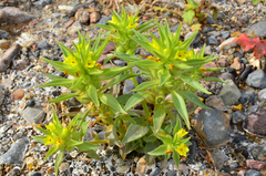 Mohavea breviflora