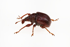 Himatolabus pubescens