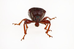 Himatolabus pubescens