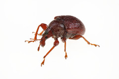 Himatolabus pubescens