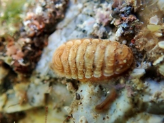 Lepidopleurus cajetanus