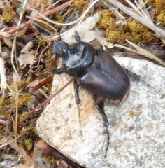Pachypus candidae