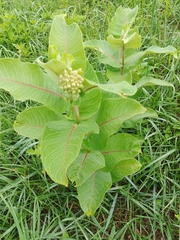 Asclepias syriaca × sullivantii