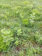Asclepias syriaca × sullivantii