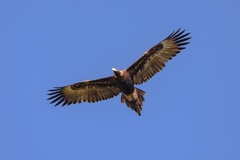 Wedge-Tailed Eagle photo 5