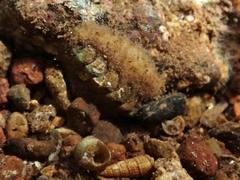 Acanthochitona