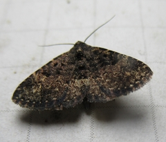 Metalectra diabolica