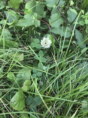 Trifolium repens