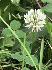 Trifolium repens