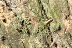 Caddo agilis